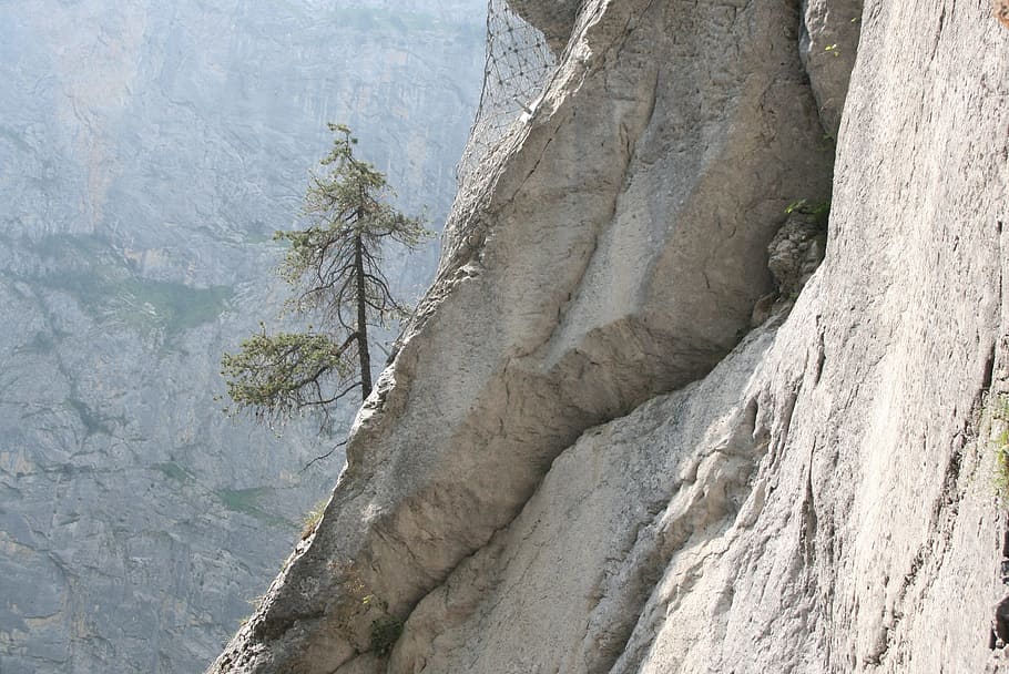 the fog, rock, scenery, cool, cliff, lone tree, steeply, cracks, limestone cliffs, the alps