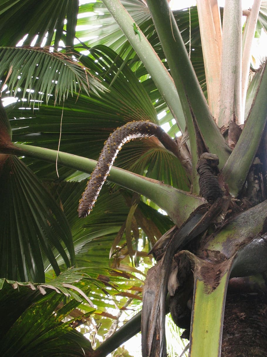 ココデメール 男性 花序 ココナッツ パーム ココナッツの木 風土病 セイシェル 熱帯 植物 Pxfuel
