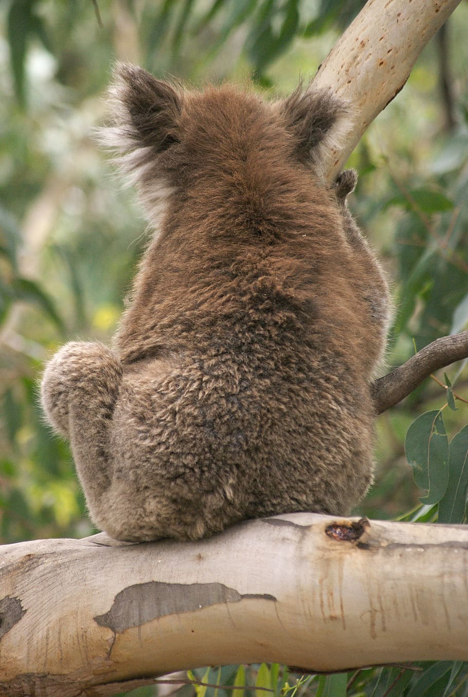 コアラベア オーストラリア 動物 コアラ 野生動物 哺乳動物 ユーカリ 有袋類 毛皮 灰色 Pxfuel