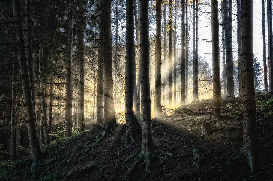 bosque, rayo de sol, luz solar, árboles, morgenstimmung, neblina, sol, rayos, retroiluminación, mística
