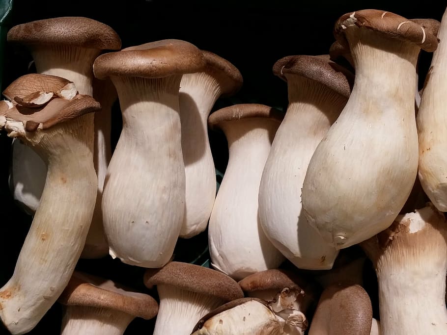 white-and-brown mushrooms, mushrooms, mushroom, vegetables, forest, mushroom picking, nature, meadow, garden, herbs trout