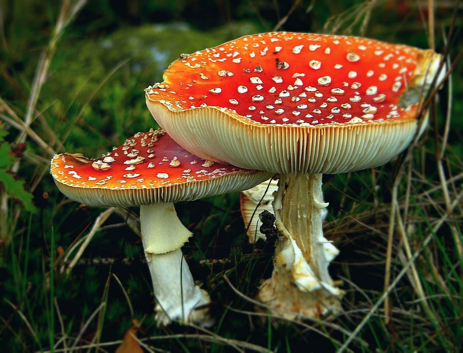 dois cogumelos vermelho-e-branco, Matryoshka, Cogumelos, Tóxico, Outono, cogumelo da floresta, natureza, chão da floresta, espécies fúngicas, floresta