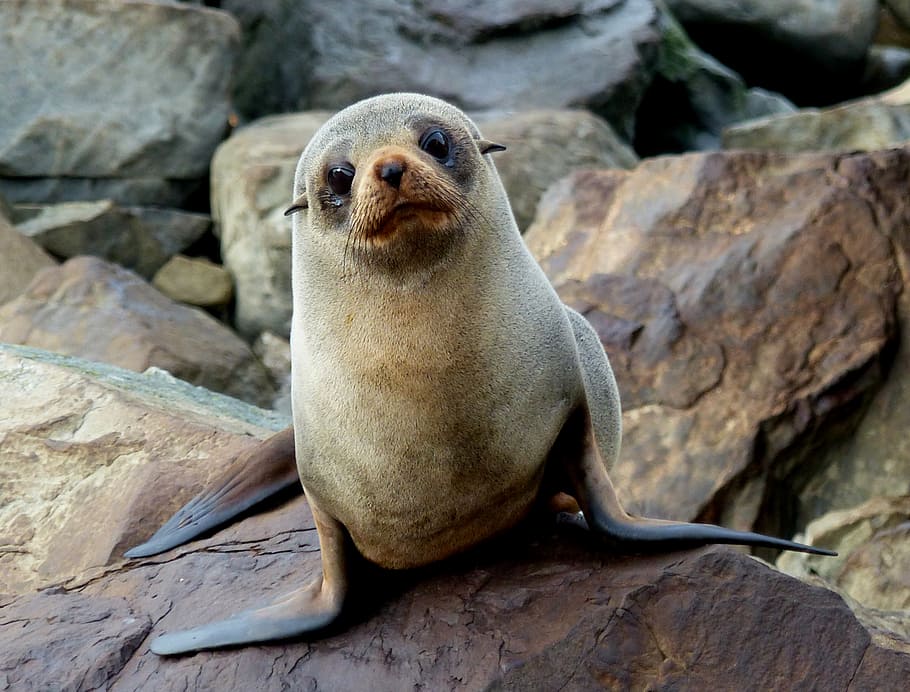 Sul, Nova Zelândia Fur Seal, leão marinho marrom na rocha, rocha, animais selvagens, temas animais, animais em estado selvagem, objeto de rocha, sólido, animal