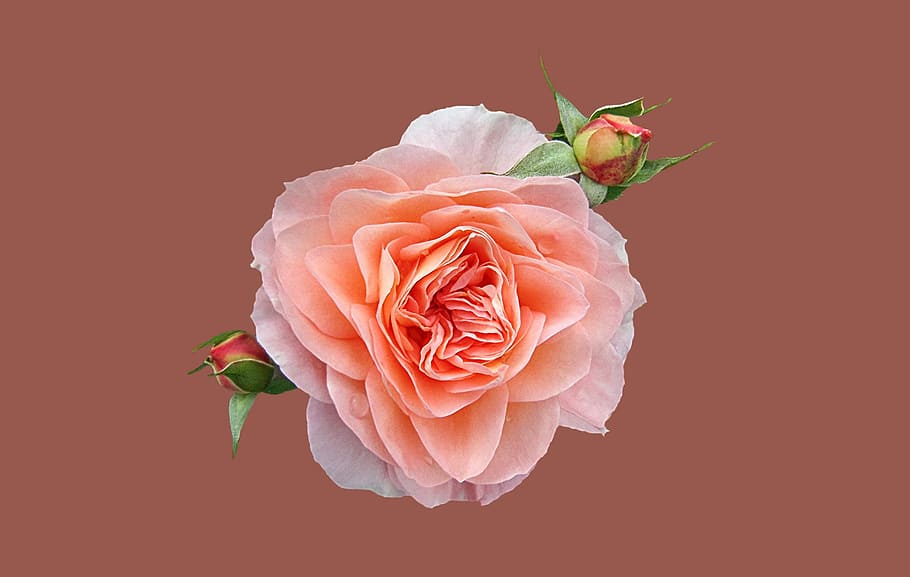 pink rose, Rose, Pink, Petals, Background, Isolated, rose, pink, pale, rose - flower, flower