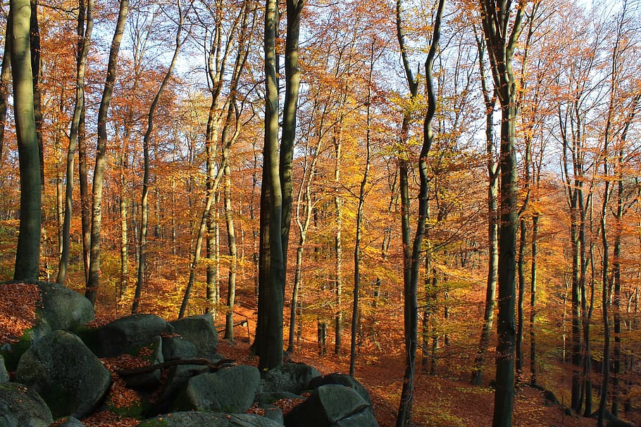 Leaves rock