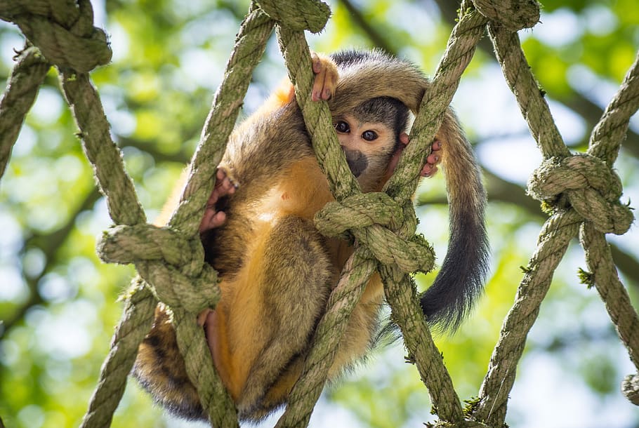 macaco esquilo, curioso, procurando, bonitinho, criatura, mamífero, escalar, natureza, marrom, primata