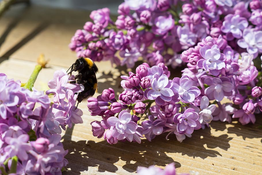 ungu, bunga, coklat, kayu, papan, siang hari, pink, putih, mekar, lebah