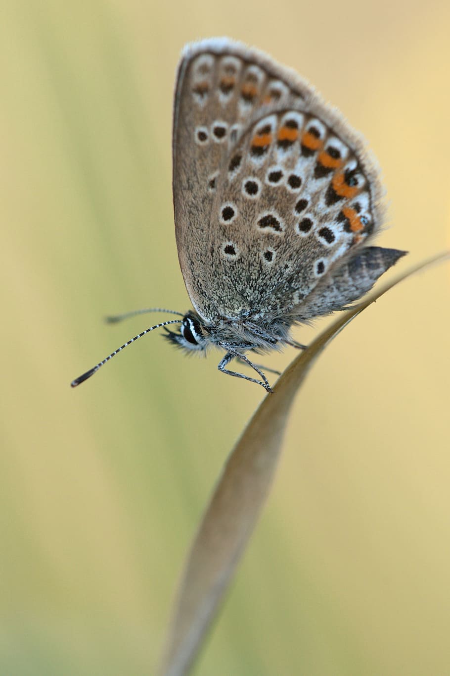 silver-studded blue, common blue, plebejus argus, bläulinge lycaenidae, butterfly, nature, animal, grass, spring, insect