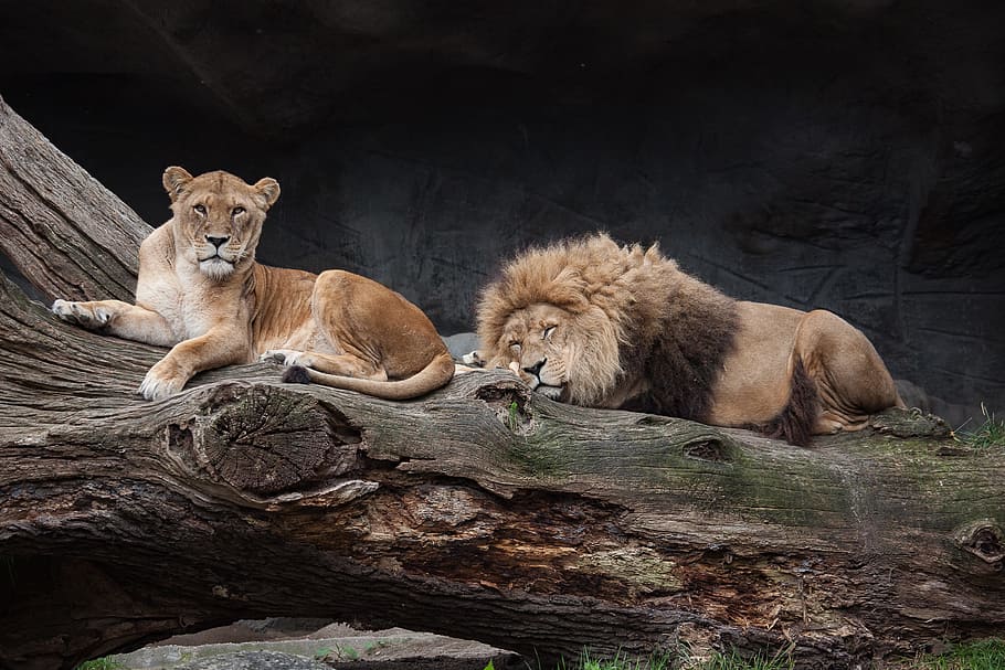 lion, tiger, tree trunk, predator, female, male, wild animal, zoo, lion - feline, mammal