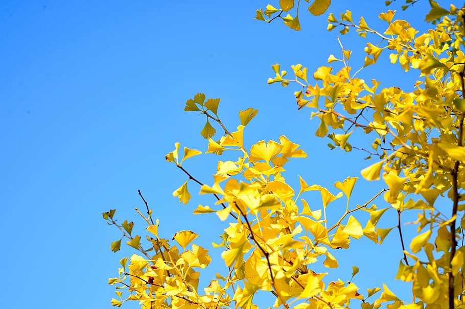 low, angle photo, yellow, leaf tree, blue, sky, daytime, japan, landscape, natural