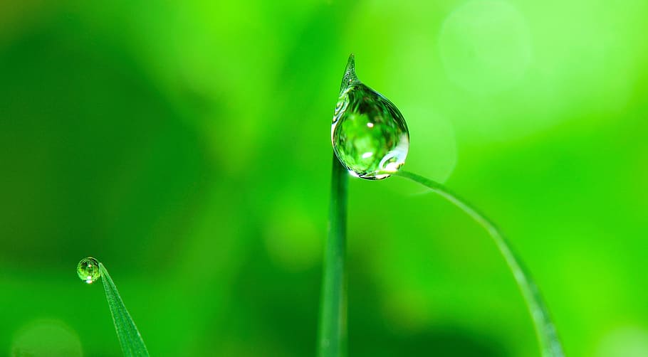 selektif, fotografi fokus, drop embun, tanaman, air, drop, rumput, hujan, alam, basah