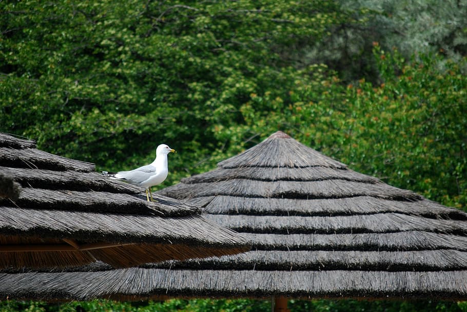gull, alone, thatched roof, zoo, seagull, topical huts, animal themes, bird, one animal, animal