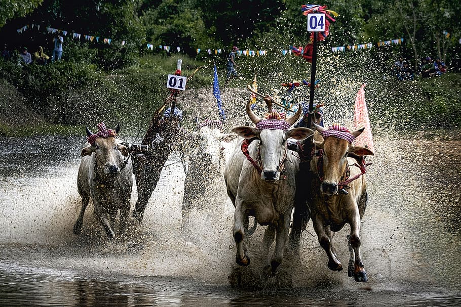 khmer, motion, horizontal, activity, graphy, effort wet, reflection, vietnam awe furious, bull racing, mammal