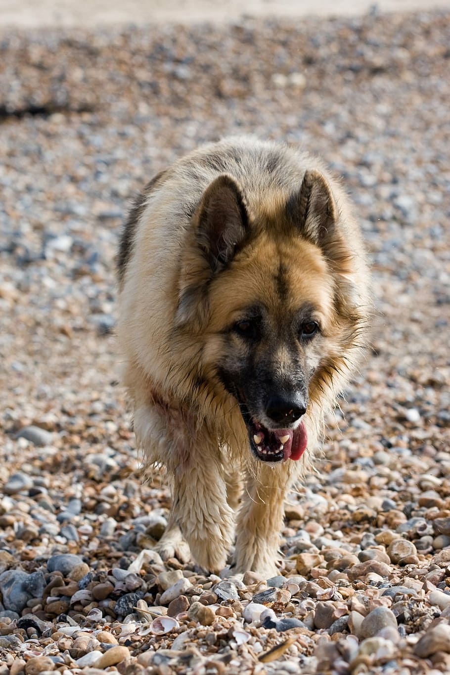 pastor alemán, alsaciano, perro, animal, mascota, canino, raza, hermosa, primer plano, foto