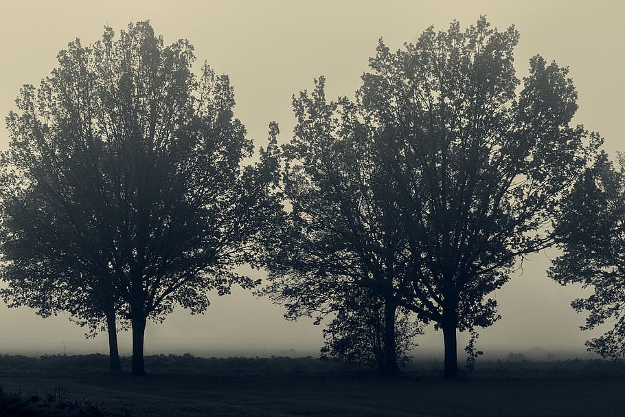 avenue, fog, trueb, silhouettes, trees, oak, nature, autumn, grey, foggy