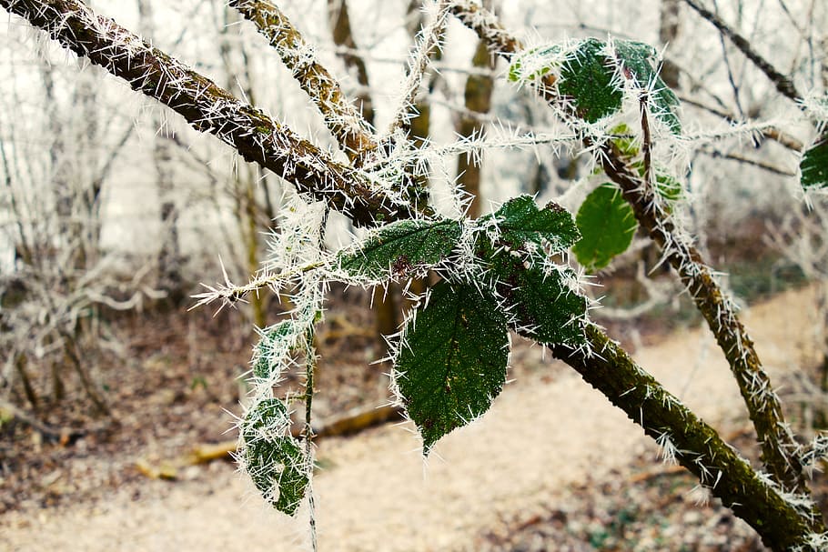 leaf, branch, hoarfrost, winter, lane, park, icy, cold, winter day, amstelpark