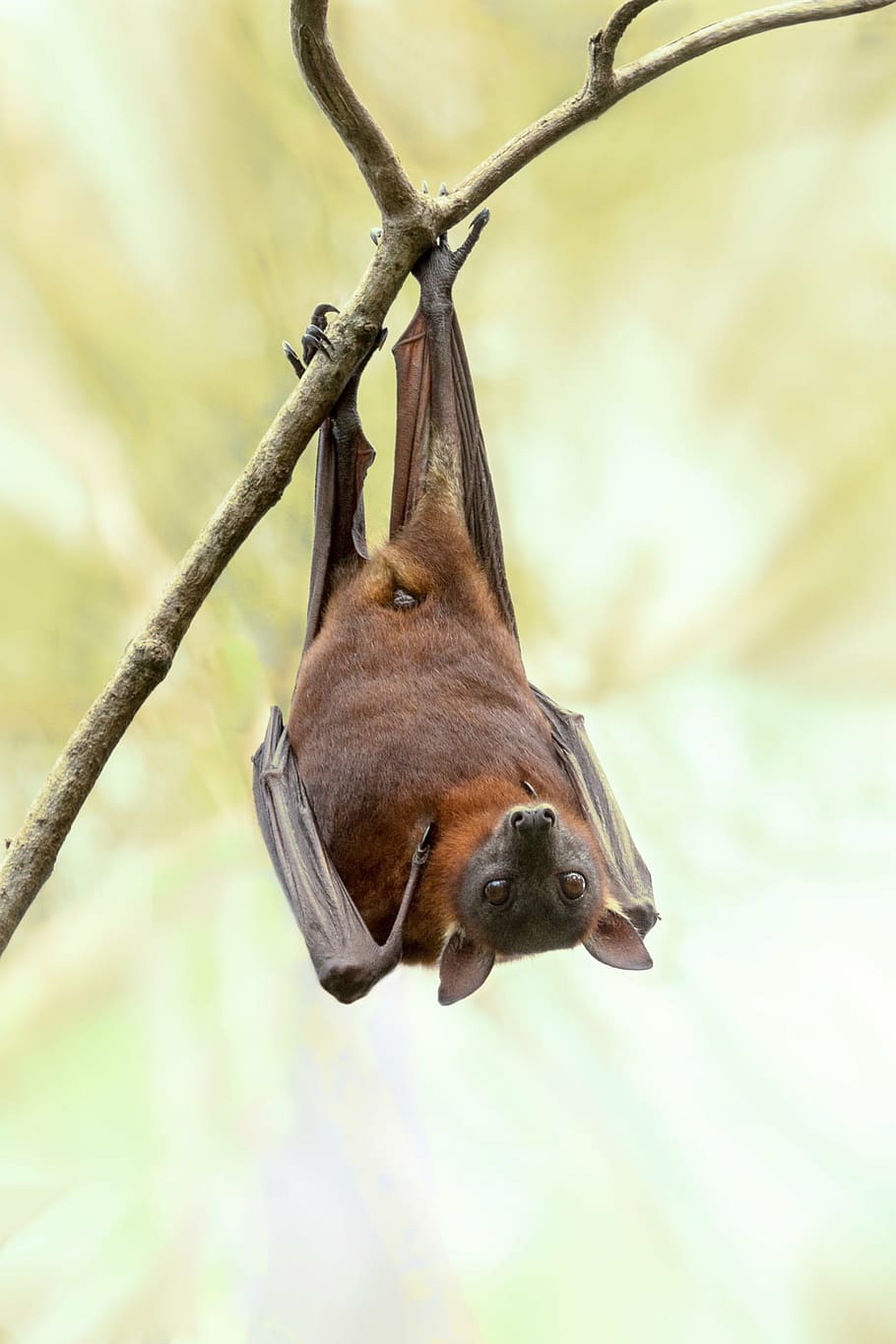 brown, black, bat, hanging, wooden, branch, australia, wildlife, nature, tree