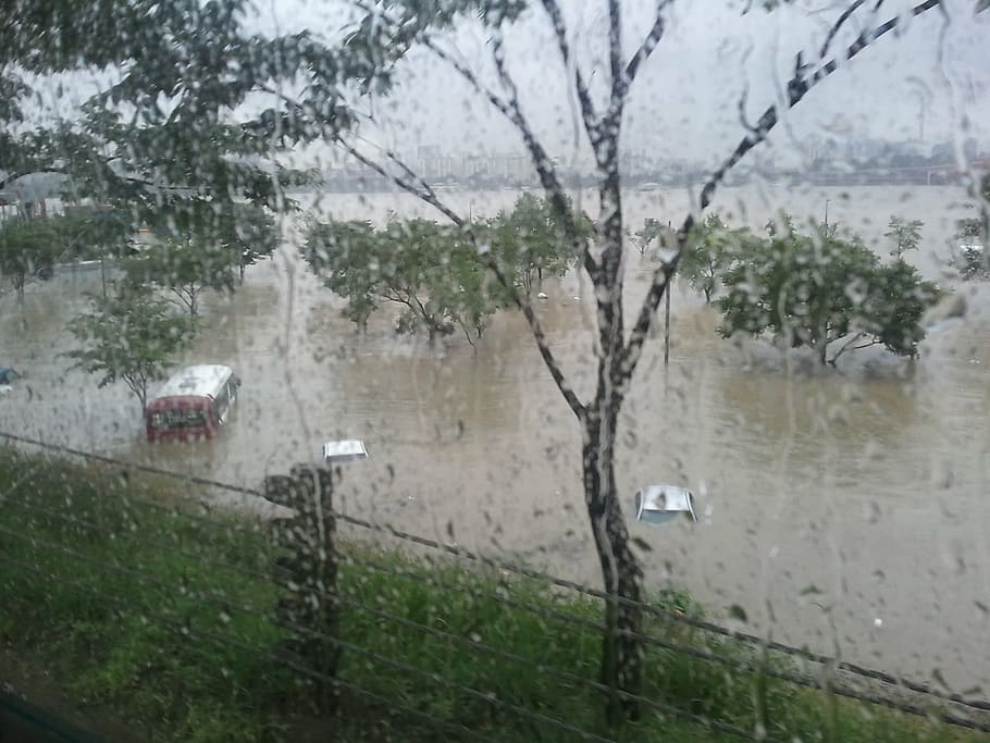flooding, hangang park, non, nature, plant, tree, water, rain, wet, monsoon