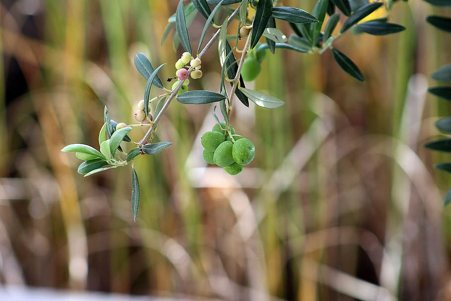 olives, olive tree, olive branch, green olives, branch, olive trees, plant, growth, beauty in nature, green color
