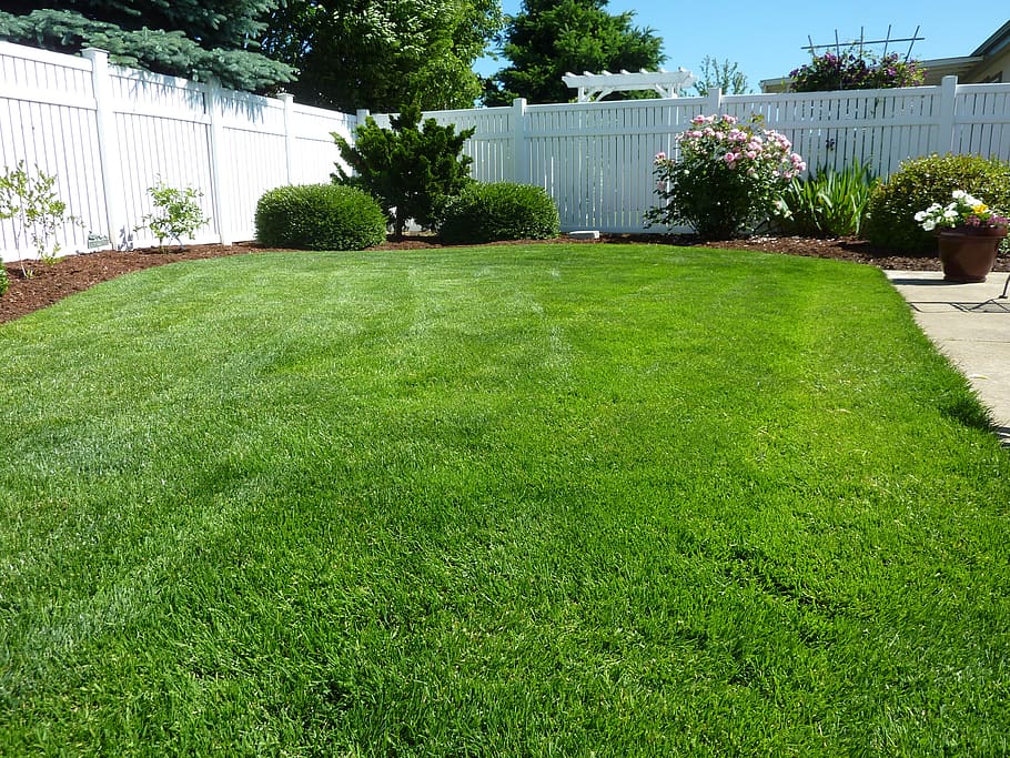 green, grass field, daytime, back yard, grass, vinyl fence, nature, outside, lawn, fence