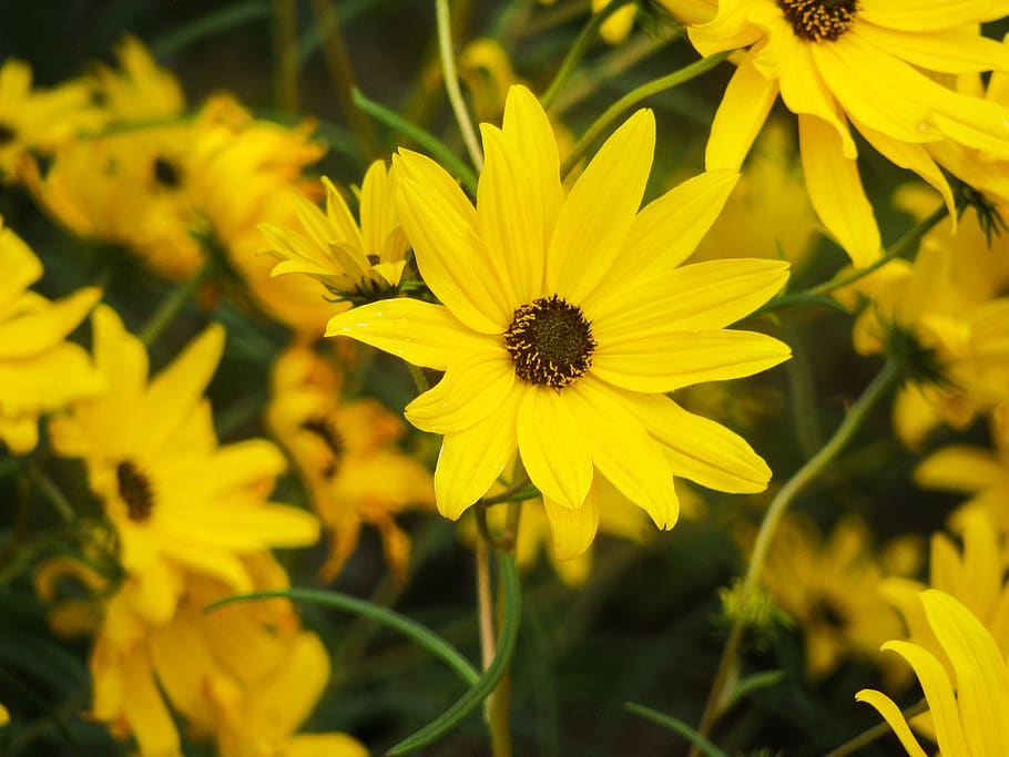 sunflowers, plants, yellow, flower, flowering plant, freshness, fragility, plant, petal, vulnerability