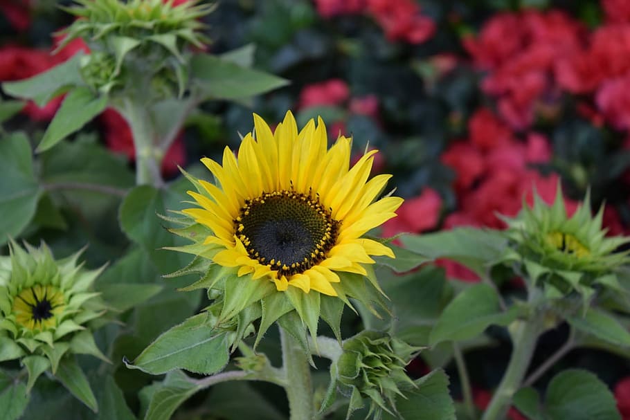 flower, sunflower, floral, graden, summer, nature, flowering plant, yellow, plant, freshness