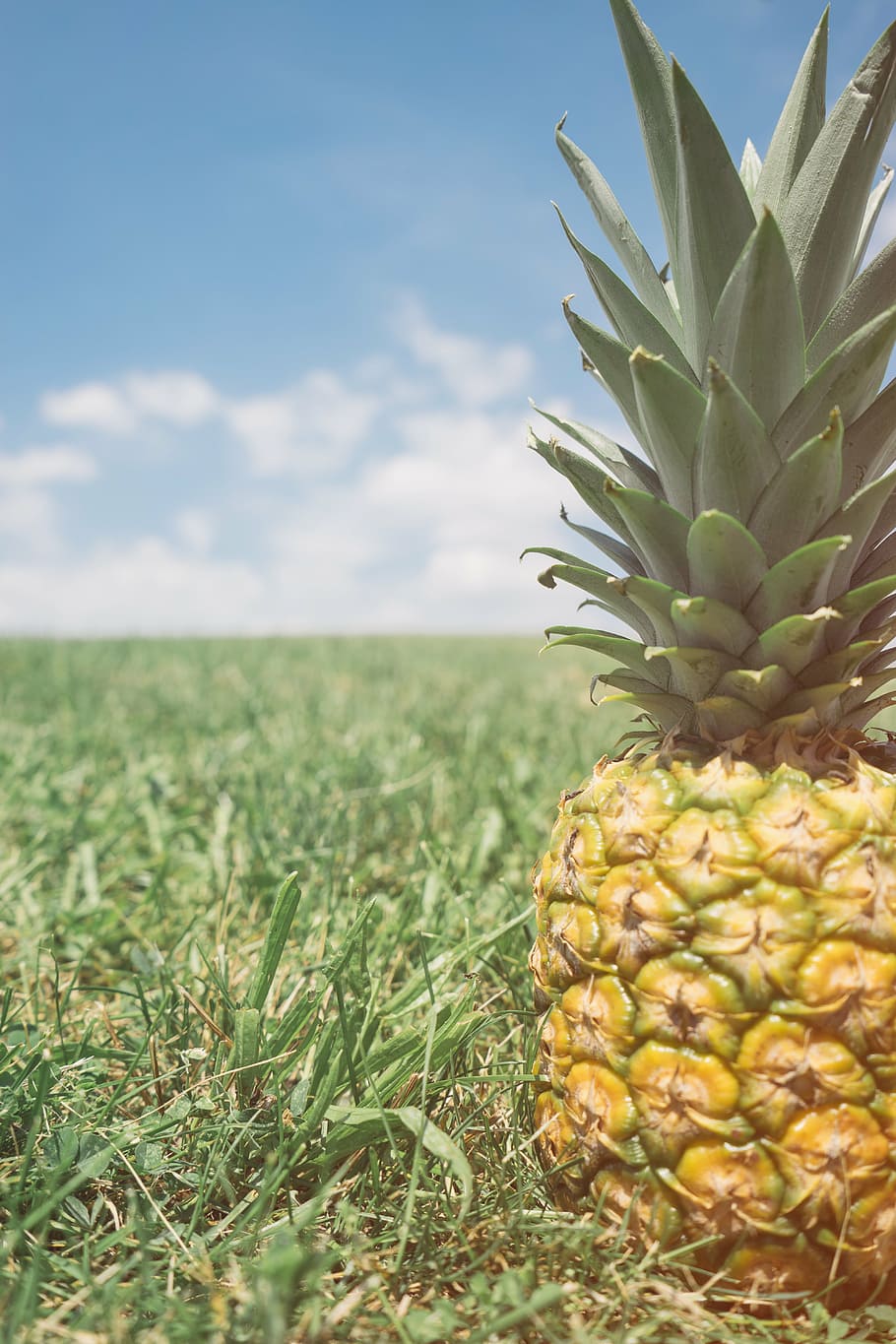 macro shot photography, yellow, pineapple fruit, pineapple, dessert, appetizer, fruit, juice, crop, nature