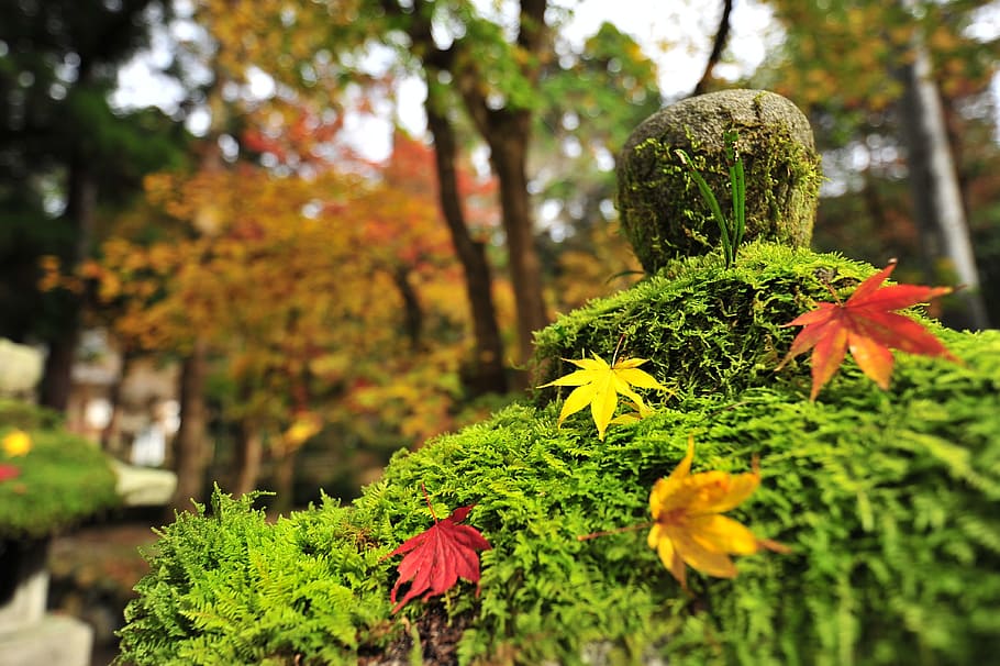 紅葉 もみじ 寺 植物 木 成長 緑の色 自然 自然の美しさ 前景に焦点を当てる Pxfuel