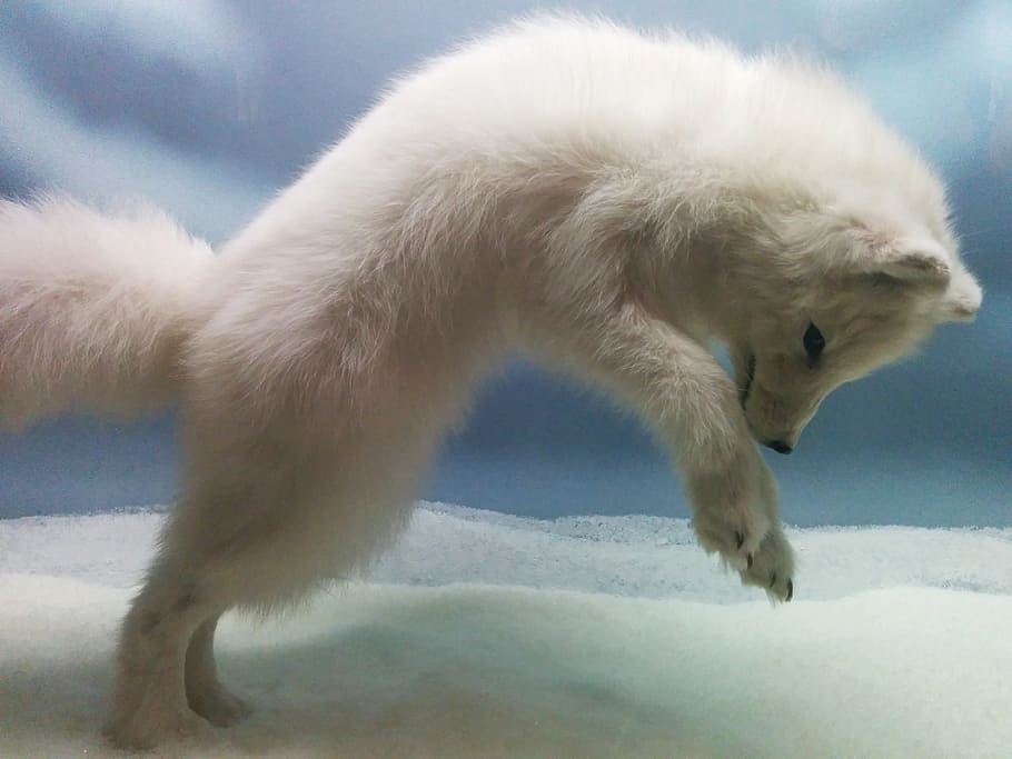 white fox taxidermy, snow, fox, jumping, cute, puppy, white, winter, wildlife, mammal