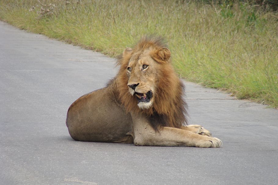 singa, pria, predator, hewan, rambut kuda, berbahaya, Afrika, binatang menyusui, pemimpin, karnivor