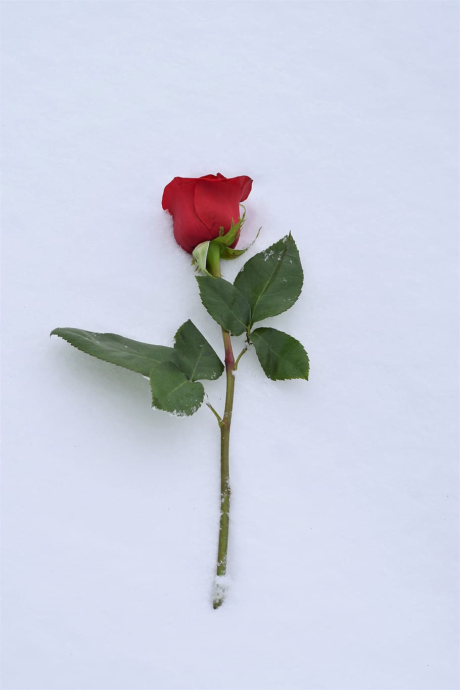 mawar merah di salju, simbol cinta, cinta sejati tidak pernah mati, musim dingin, salju, romantis, dingin, embun beku, di luar rumah, bunga