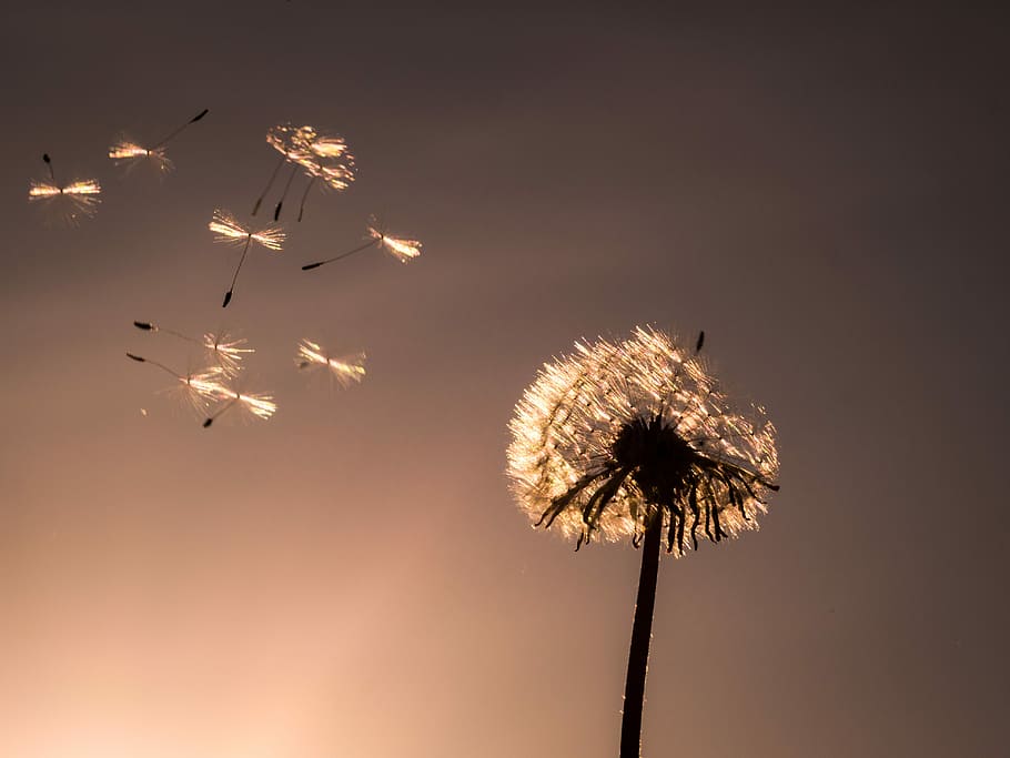 low-angle photography, withered, dandelion, nature, fluffy, plant, close, flower, flying seeds, mood