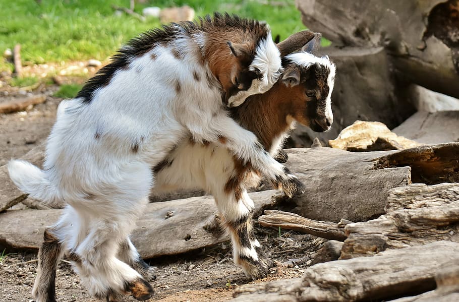 two white-and-brown goats, goats, young animals, playful, romp, cute, small, young, fur, quadruped
