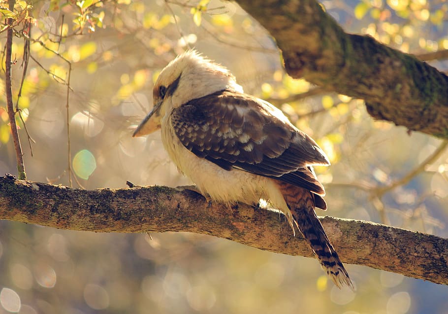 white, brown, kingfisher bird perch, tree branch, bird, kookaburra, hunter, kingfisher, wildlife, animal