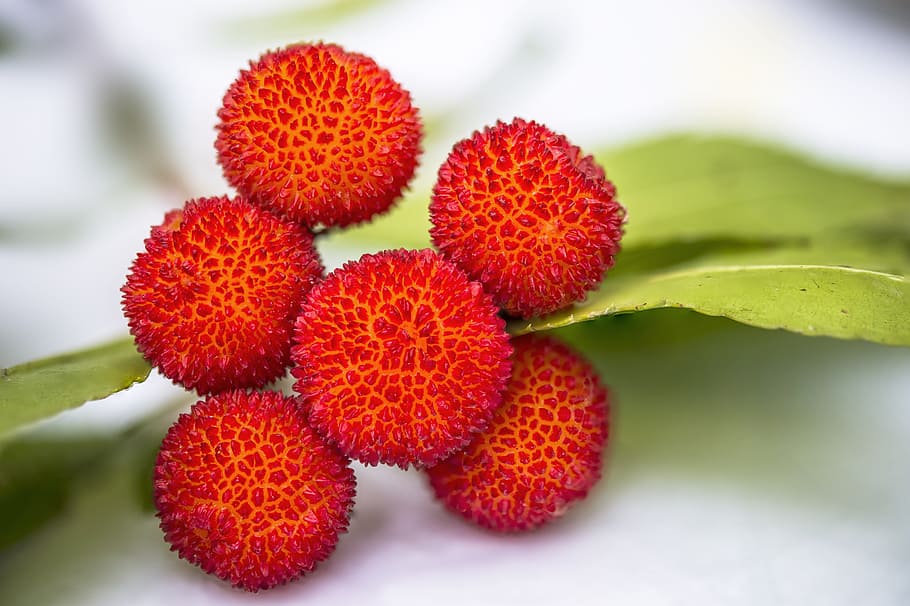 red, fruits, green, leaf, arbutus, fruit, edible, vitamins, arbutus unedo, food and drink