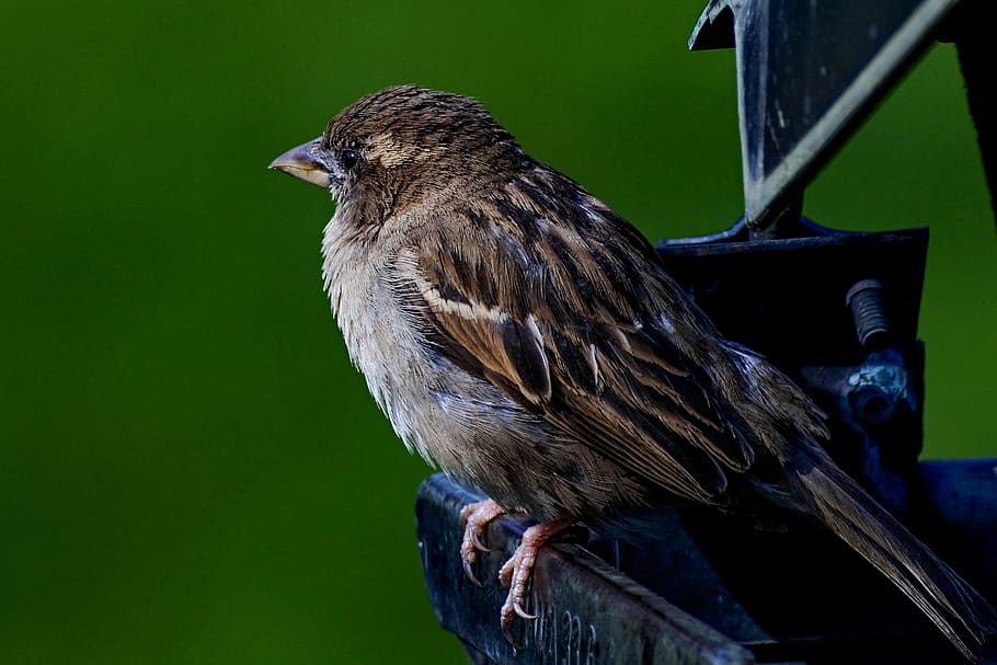 sparrow, bird, sperling, plumage, the cheeky sparrow, close up, sitting, feather, one animal, animal