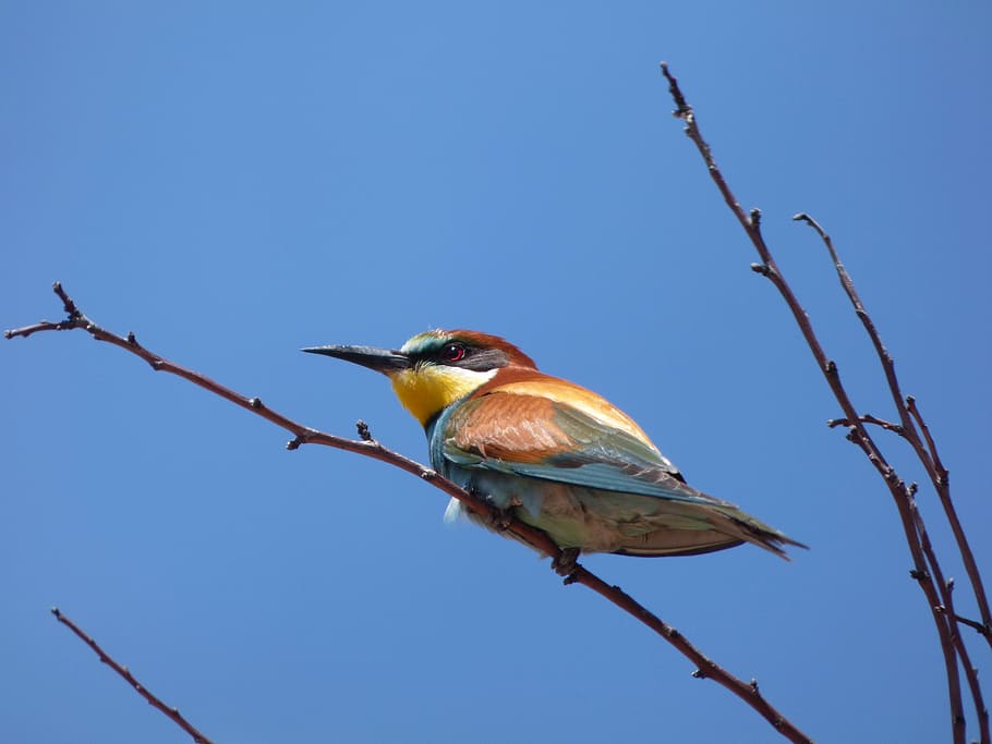 bee-eater, abellerol, merops apiaster, branch, sky, bird, birds, wild life, animalia, nature