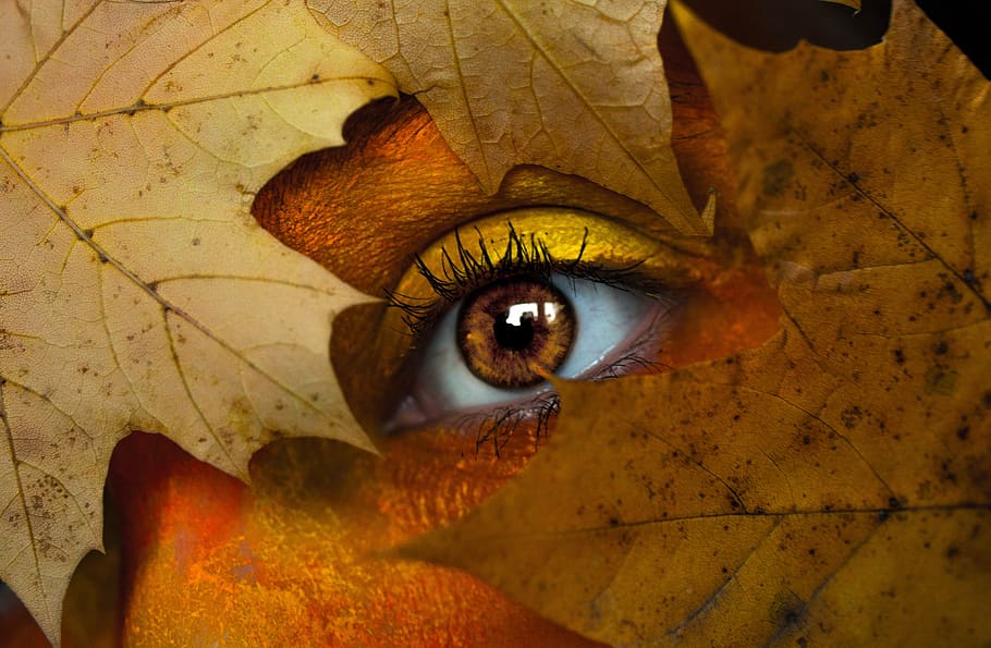 outono, olho, folhas, laranja, amarelo, marrom, mulher, detalhes, olho humano, parte do corpo humano