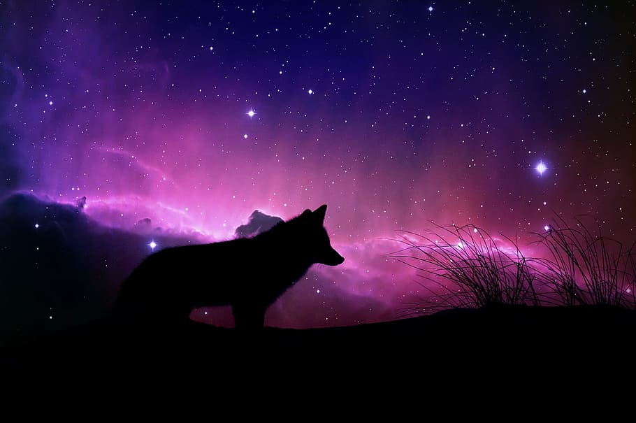 silueta de lobo, lobo, mágico, espacio, diseño, fantasía, cósmico, color, naturaleza, imagen