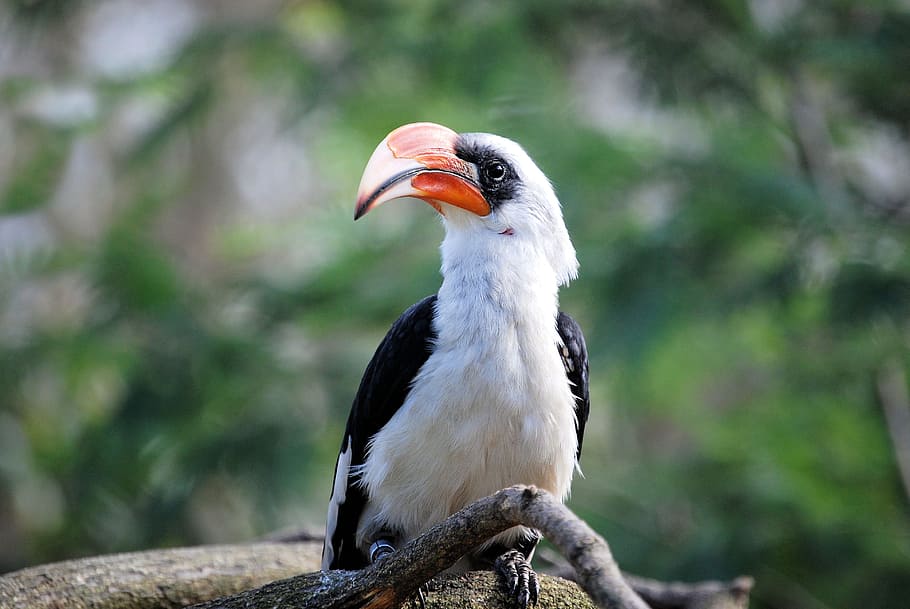 photography, white, black, long-beaked bird, tree trunk, hornbill, bird, tropical, zoo, bill