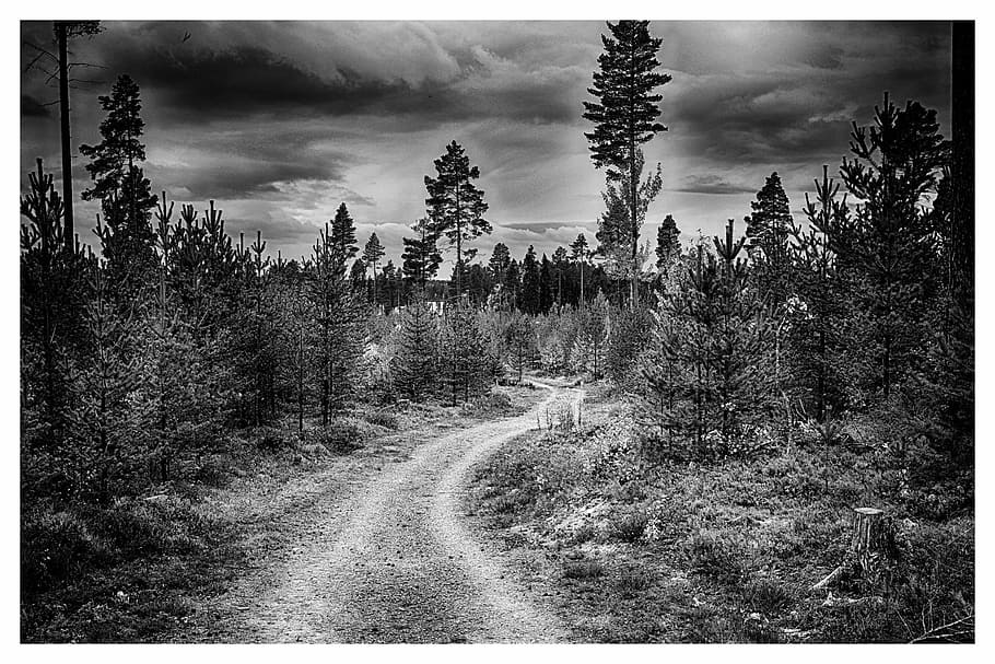 foto en escala de grises, bosques, bosque, camino forestal, hilo, himmel, negro, blanco, cielo, árboles