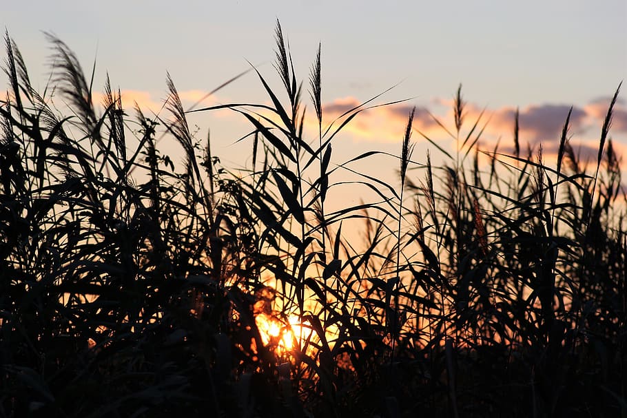 cane, evening, sunset, outdoor, rural, nature, summer, sky, plant, growth