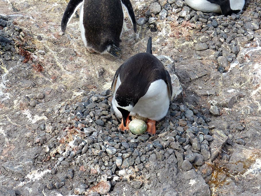 南極 ペンギン シェトランド諸島 卵 巣 小石 自然 野生動物 動物 極地 Pxfuel