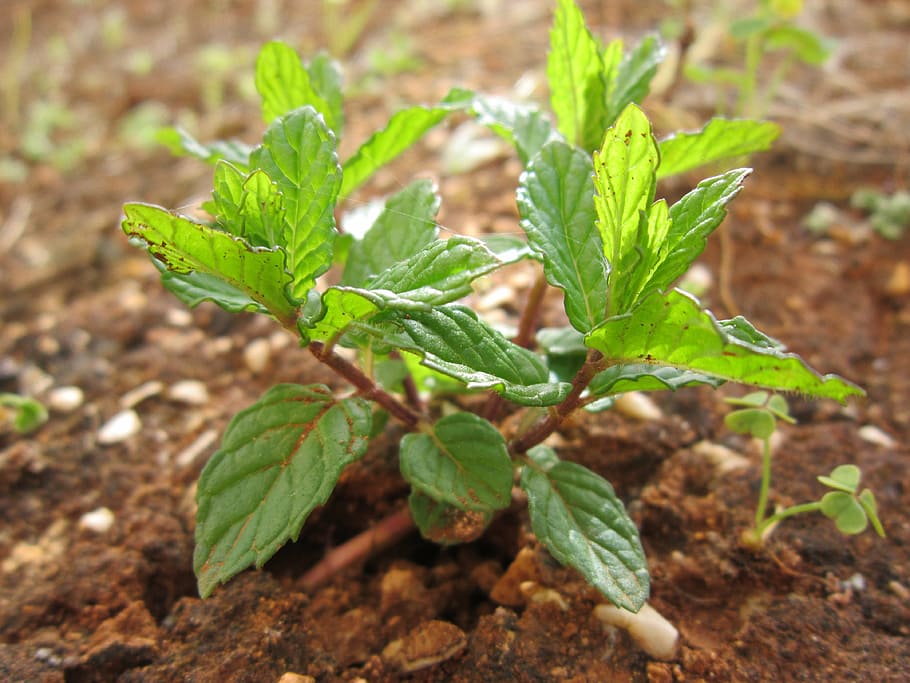 mint, peppermint, plant, nature, aroma, leaves, garden, herbs, green, medicinal herbs