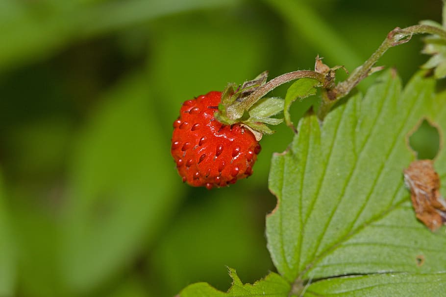 strawberry, fruit, vine, leaf, leaves, food, nature, sweet, fresh, healthy