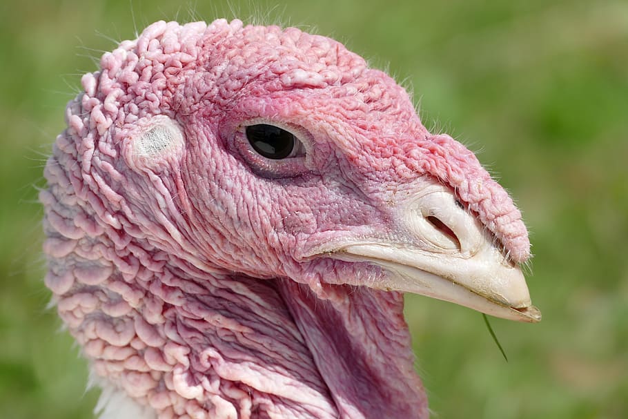 turkey, puter, ugly, bird, animal themes, one animal, animal, animal body part, pink color, close-up