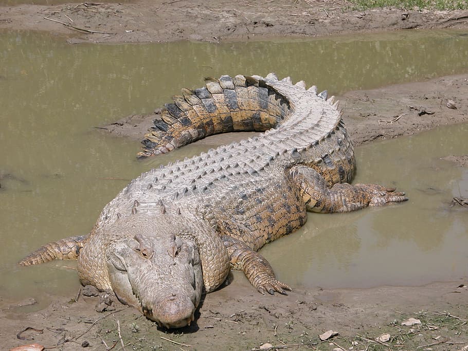 crocodile, salt water, australian, reptile, animal, wildlife, mouth, head, predator, carnivore