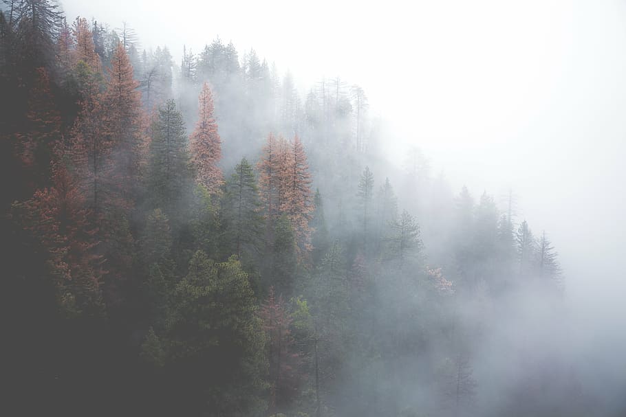 landscape photography, green, pine trees, fog, forest, misty, nature, trees, foggy, mist
