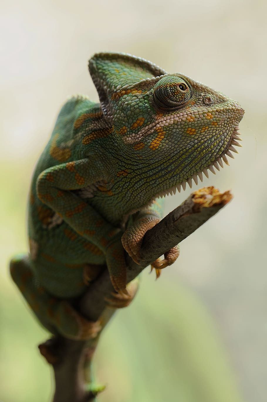 green, chameleon, closeup, photography, yemen chameleon, chamaeleo calyptratus, reptile, animal, terrarium animals, female