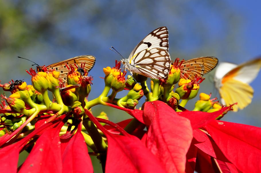 butterflies, insect, butterfly, poinsettia, zimbabwe, africa, red, colorful, flower, flowering plant